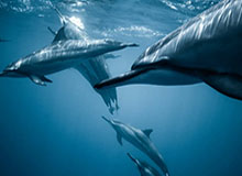 kaiyun中国官网-以色列宣布计划3月8日重新开放领空 允许出境航班通行